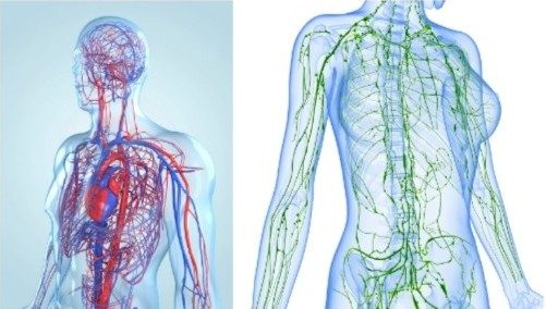 Circulation sanguine et lymphatique